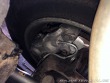 Chevrolet Corvette 25th Silver Edition