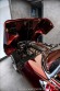 Jaguar E-Type 2+2