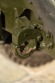 Jeep Willys 